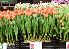 Tulipa Orange Ninja ® (1)